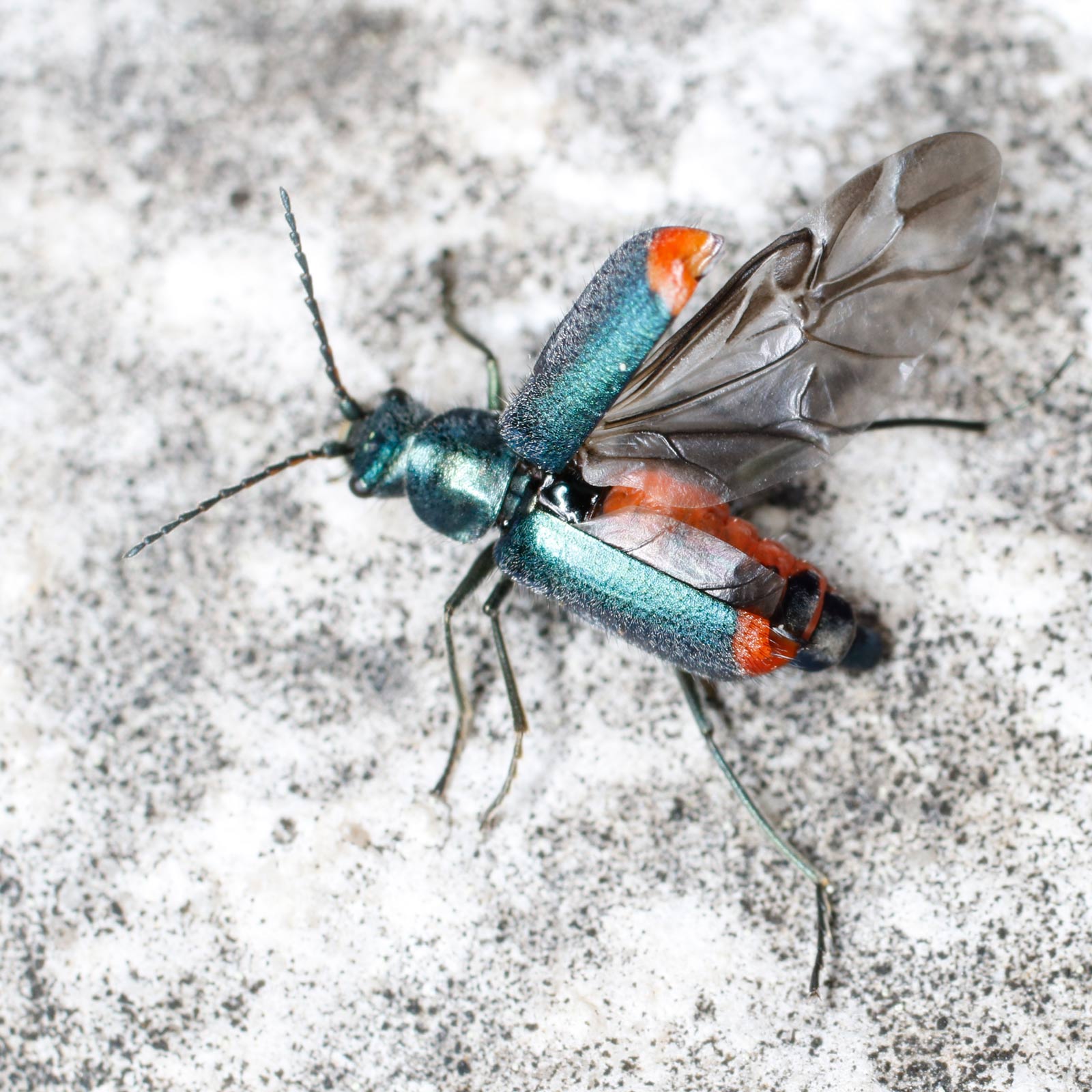 Malachiidae: maschio di Clanoptilus spinipennis